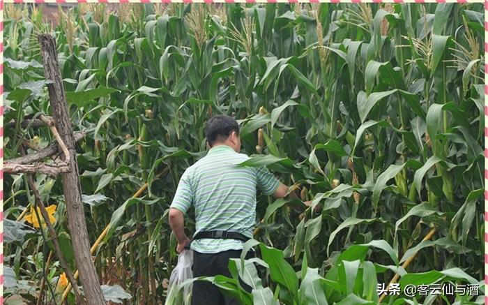 疫情期间开酒厂怎么样,农村开酒厂前景怎么样