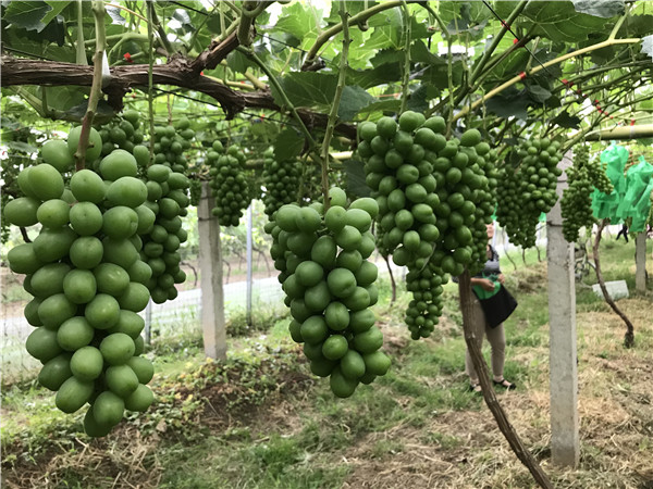 葡萄园哪种喷雾比较好,葡萄园喷雾方法