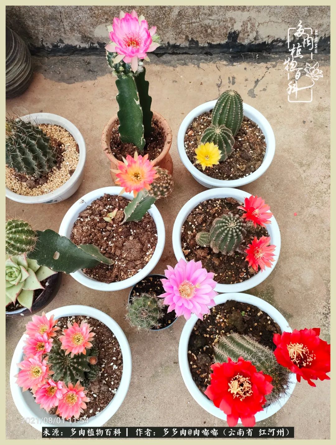 这个春天我们一起去赏花,这个季节我们一起去看花