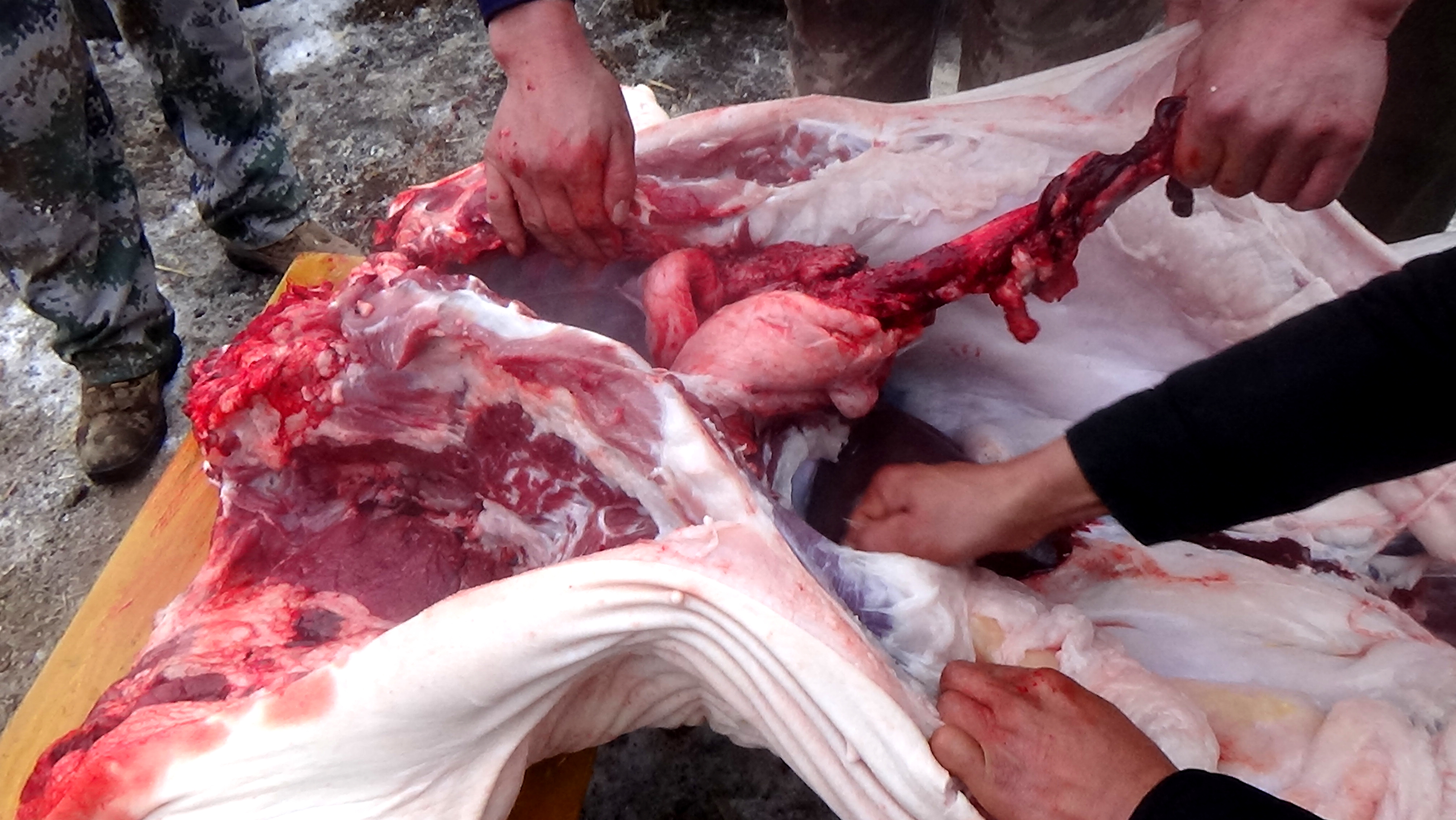 东北杀年猪来吃猪肉,老东北杀年猪