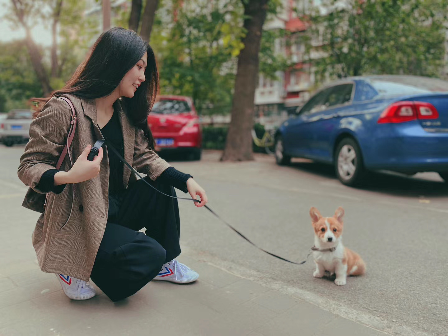 养柯基必须知道的5大注意事项,养柯基前需要知道些什么