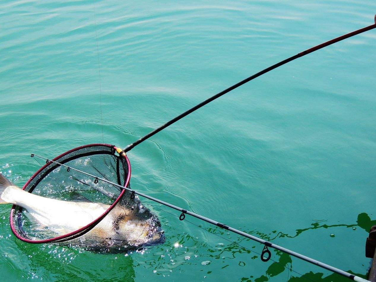 鱼不开口上钩怎么办,夏季有鱼不开口应该怎么钓