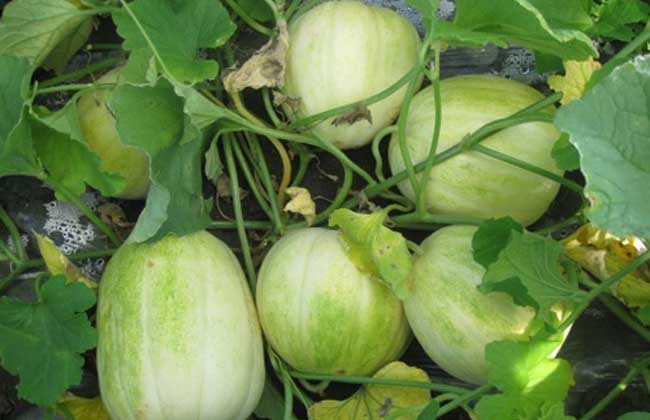 甜瓜霜霉病危害叶片减产严重，采取5项技术措施综合防治效果好