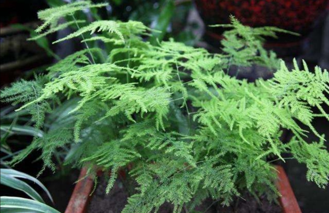 文竹叶子枯黄是什么原因,文竹枝条枯萎什么原因引起的