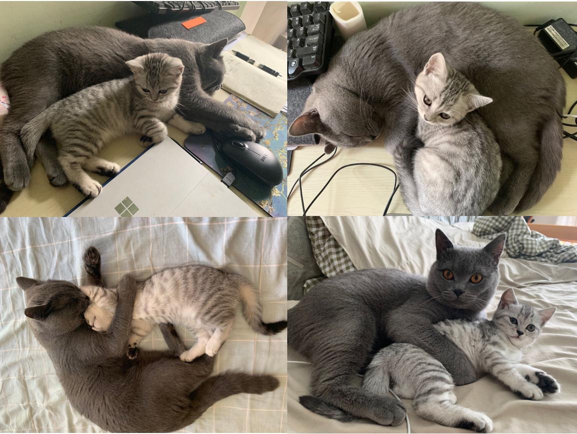 英短蓝白母猫最佳绝育年龄,英短蓝猫小奶猫的成长历程