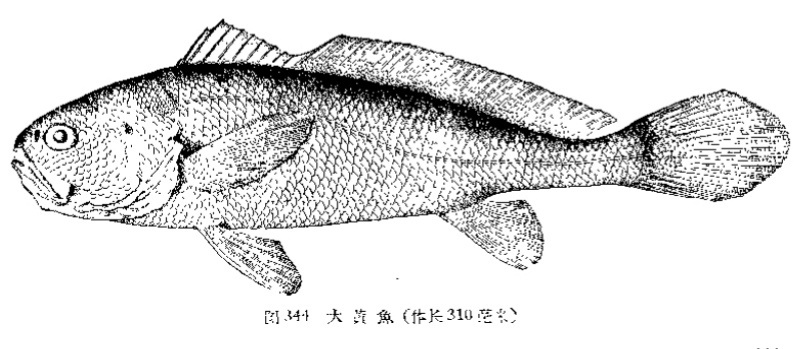 大黄鱼这么贵是因为营养更高吗,野生大黄鱼的五个不一样