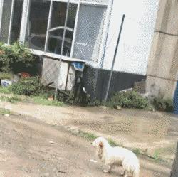 狗狗关在家里为什么要一直推门,关上门狗狗乱叫怎么办