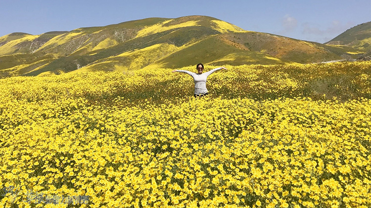 加州野花,加州野花的视频