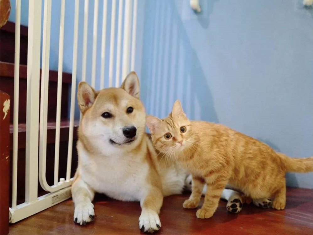 胖橘离奇暴瘦15斤,了解后才知,原是陪伴猫咪长大的柴犬过世了