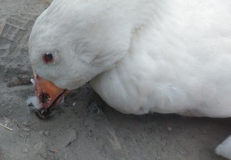 鸭流感防治方法,怎样预防鸭流感