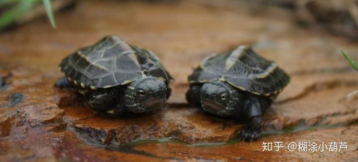 百龟图片,百龟高清图片大全