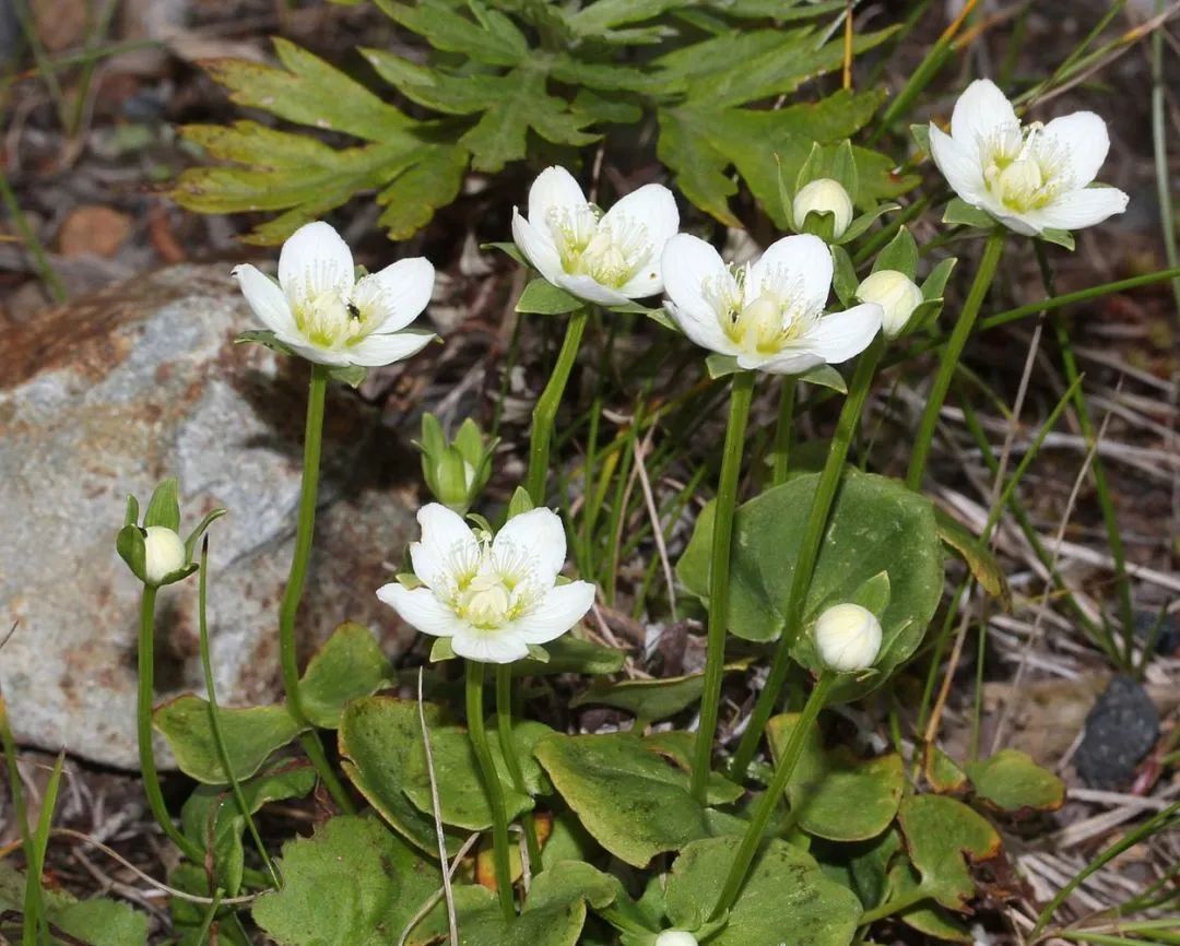 举还是不举?与渣男阿波罗朝夕相处的小花有自己的选择