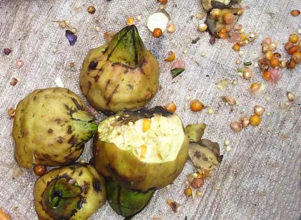 鸡头米熬糖水的做法,苏州葑门正宗鸡头米旗舰店