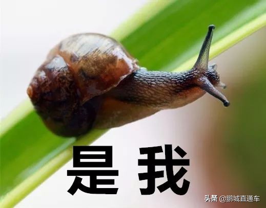 下雨过后路边为什么会出现蜗牛,深圳雨后出现非洲大蜗牛怎么处理