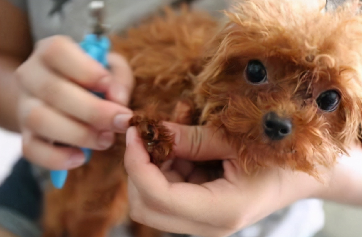 该怎么养好泰迪犬视频教程,养一只泰迪犬一个月花多少钱