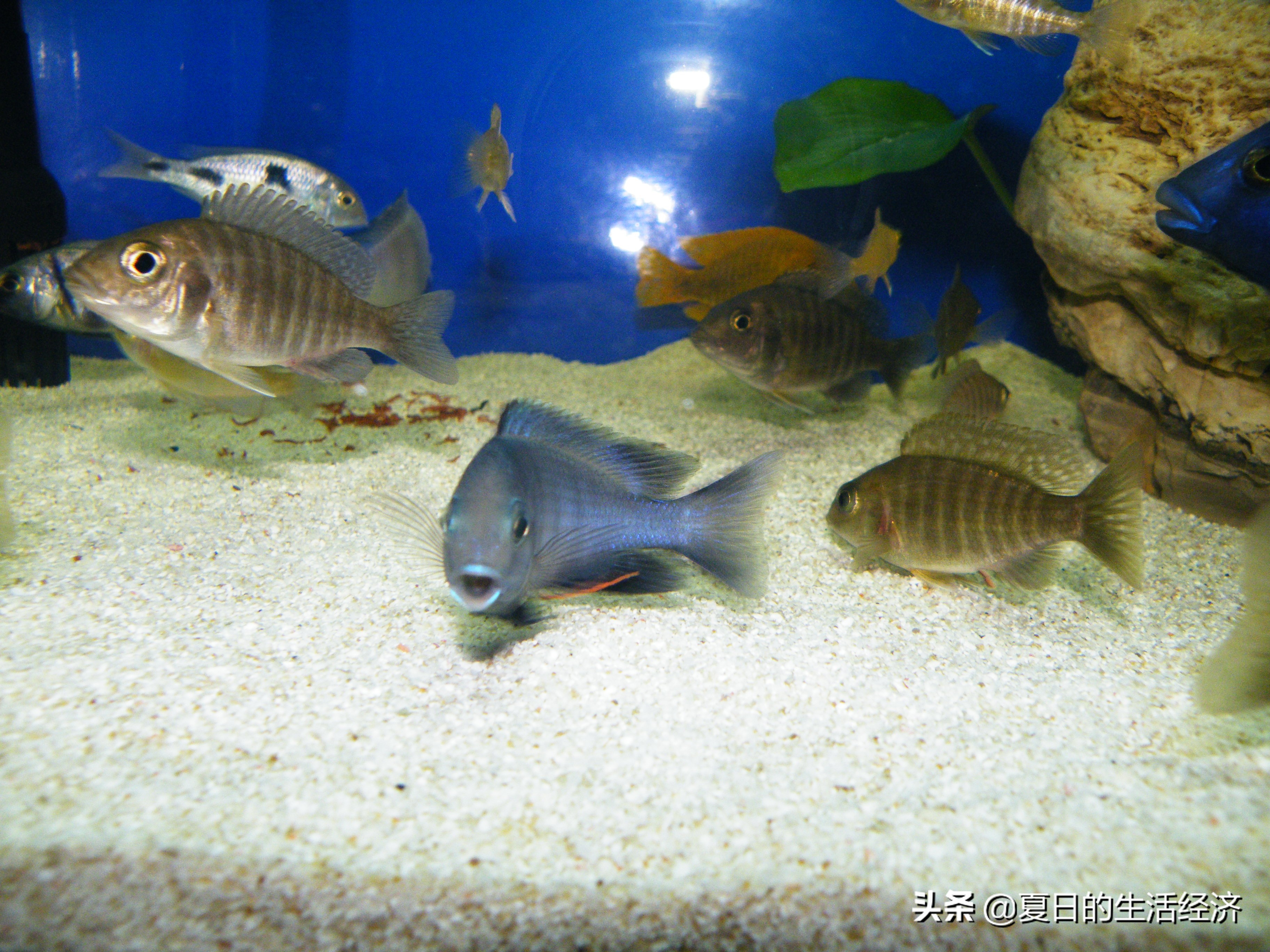 回忆三湖,三湖慈鲷纪念