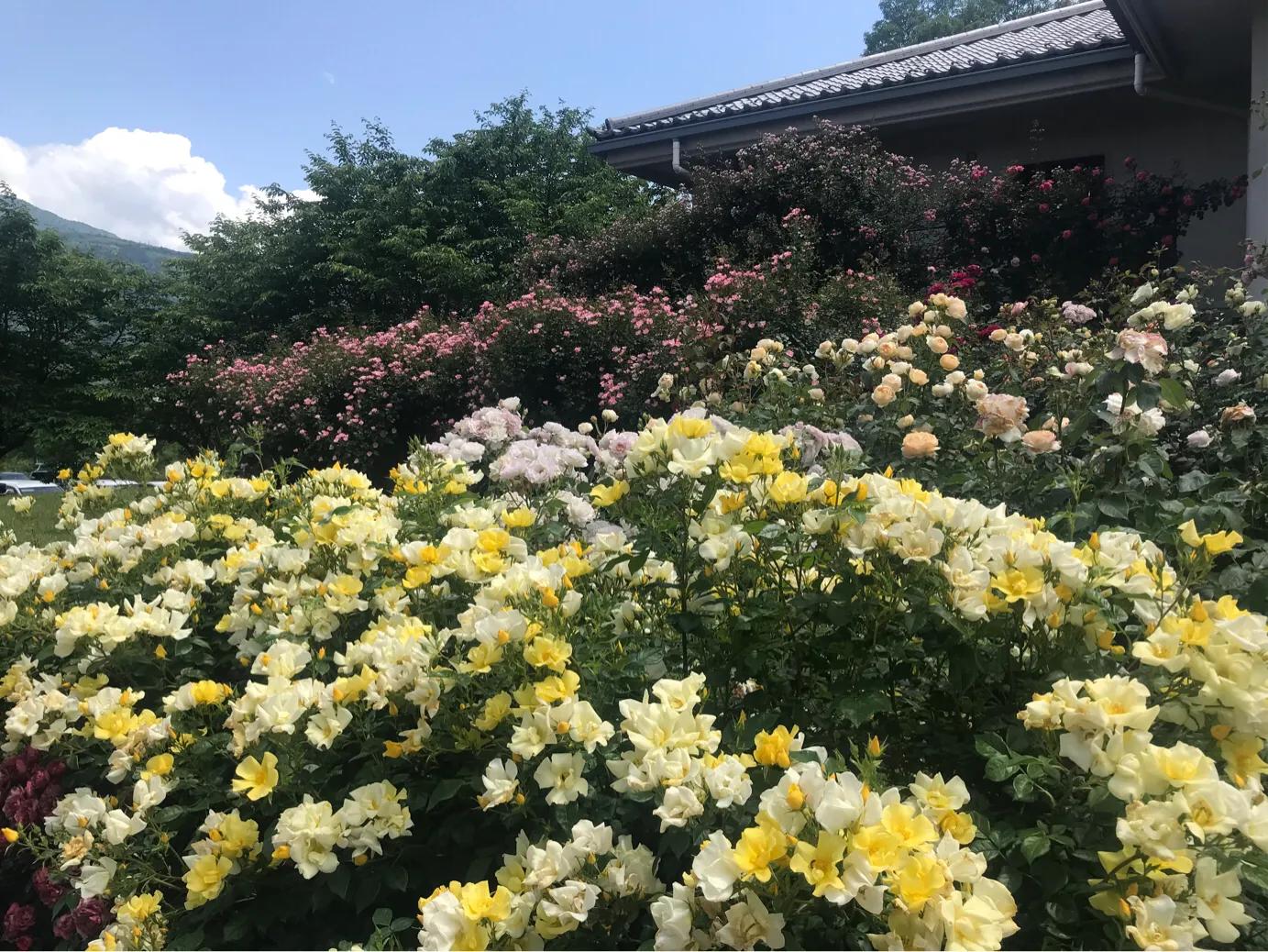 日本疫情举行聚会,日本民众疫情聚会