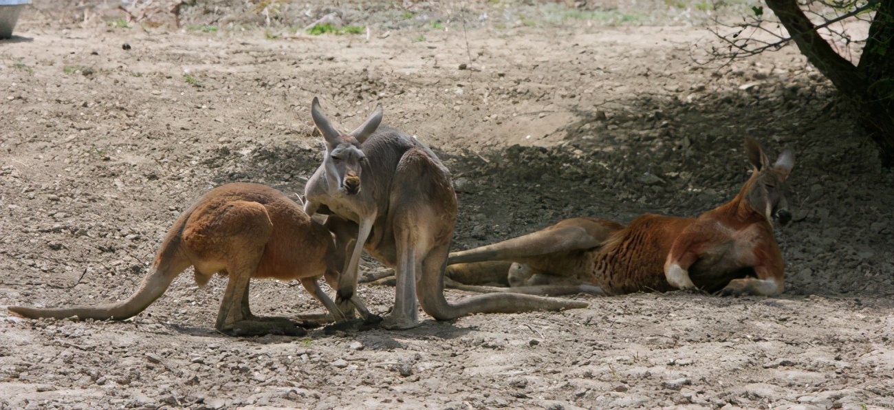 红大袋鼠：多亏了育儿袋，轻松带娃出门，旋转跳跃不停歇！