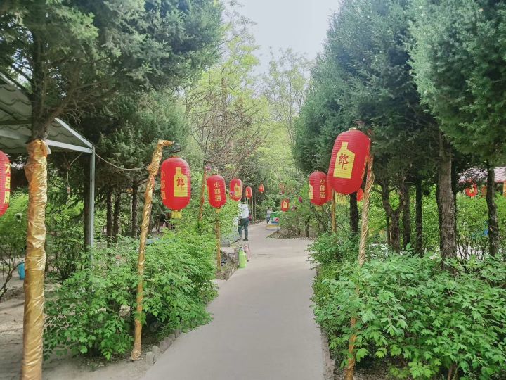 和平牡丹映新城