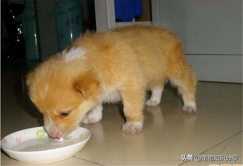 自制狗粮里加米饭好还是玉米面好,自制狗粮需要烘干吗多久可以吃