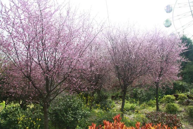 彭山景区活动购票,常德彭山景区游玩攻略图