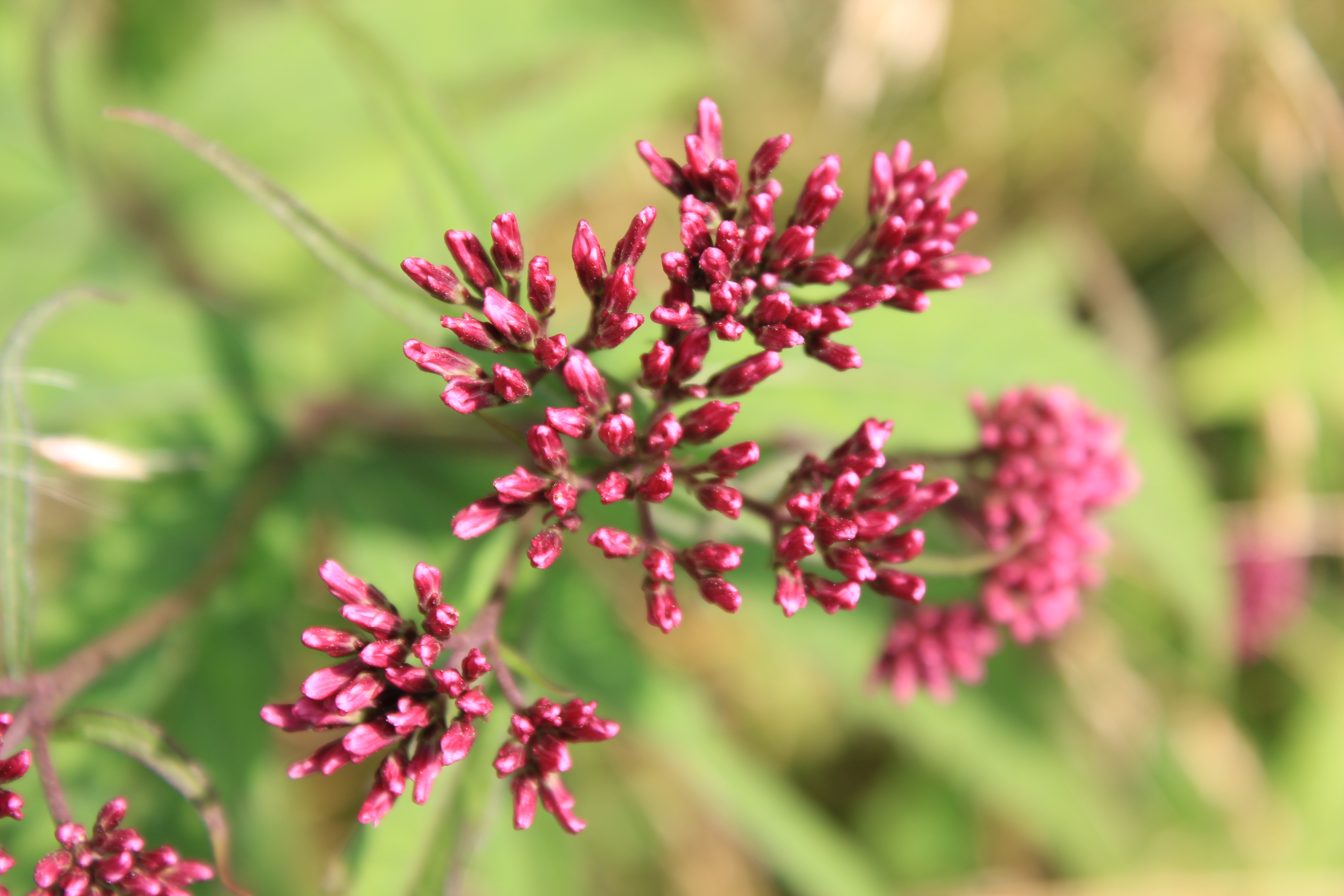 武汉周边避暑胜地|端午武汉至咸宁九宫山2日自驾亲子游路线分享