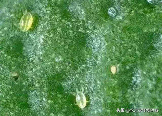 对红蜘蛛成虫效果好的药,冬季低温杀红蜘蛛和卵特效药