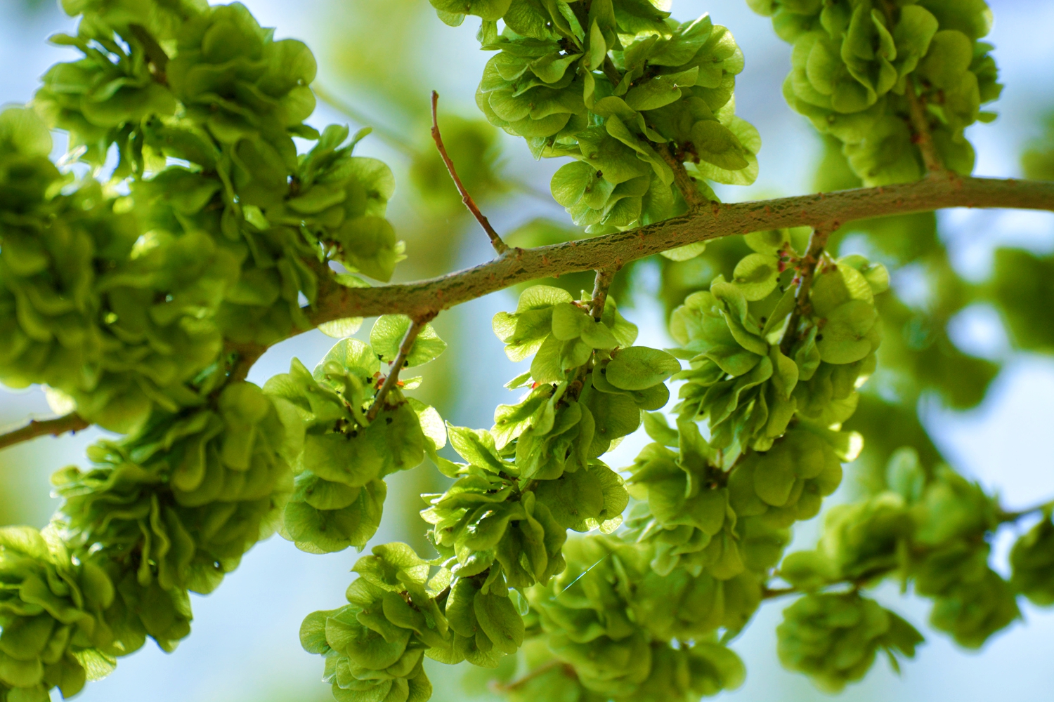 春天的野菜真好吃,时令野菜味道好极了