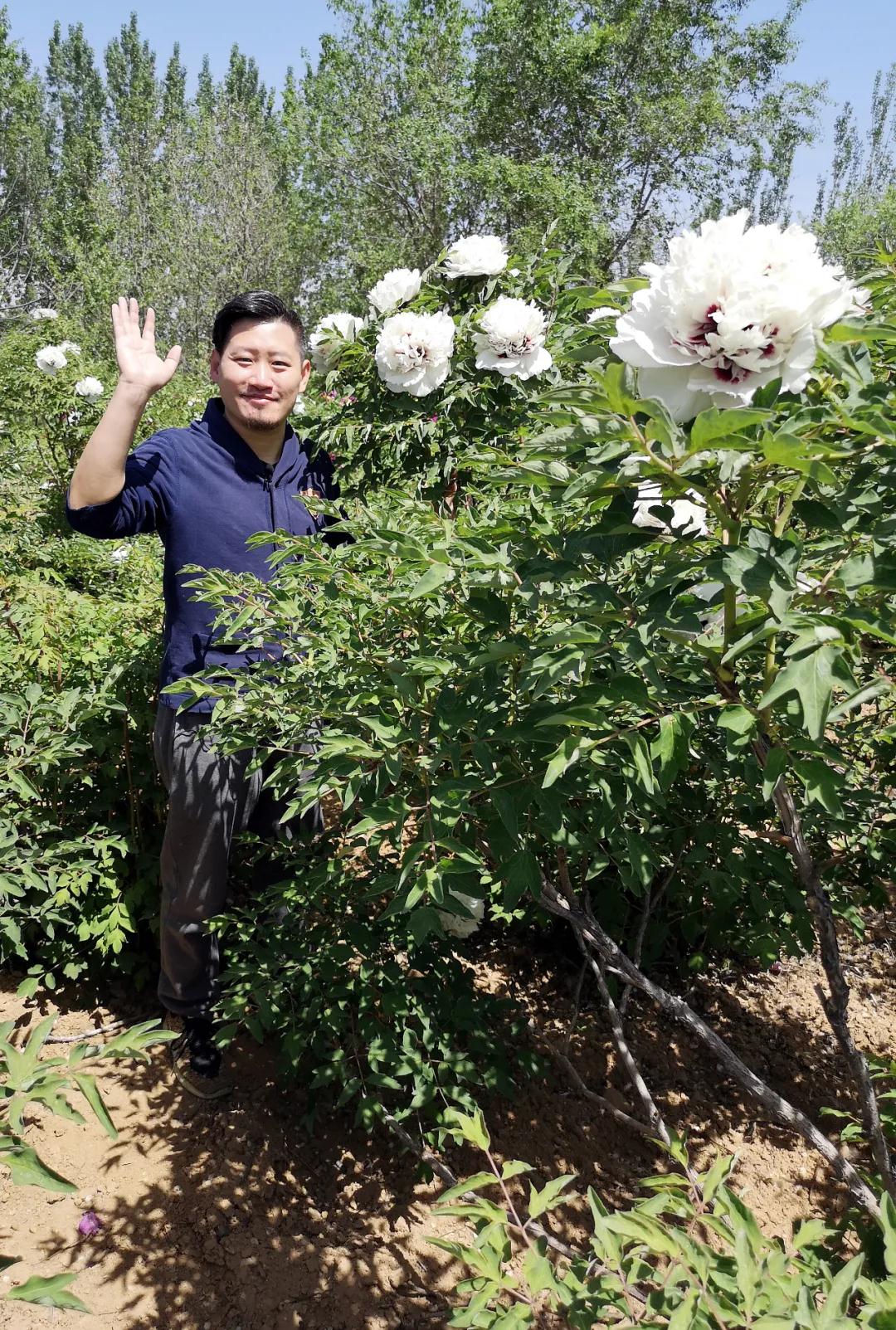 牡丹有哪些新品种,牡丹怎样培育新品种视频讲解