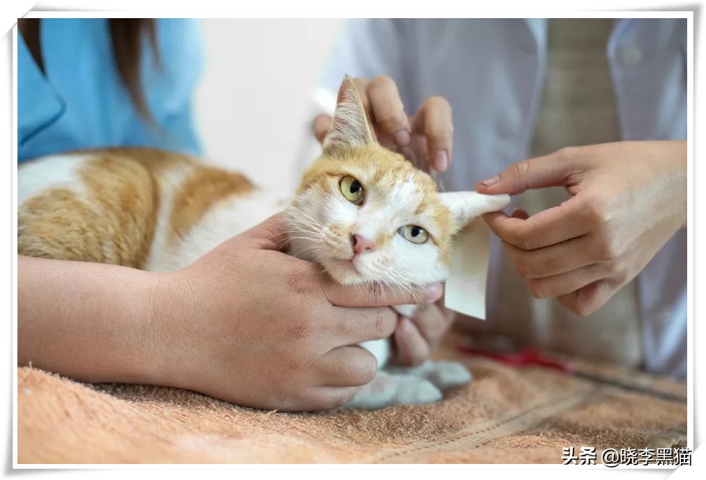 怎样知道你适不适合养猫,怎么判断自己适不适合养猫