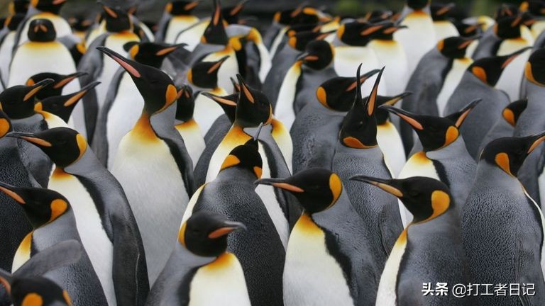 企鹅粪便散发氮气,企鹅粪便有多可怕