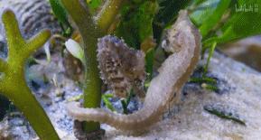 9.9恋爱游戏,9.9分恋爱番