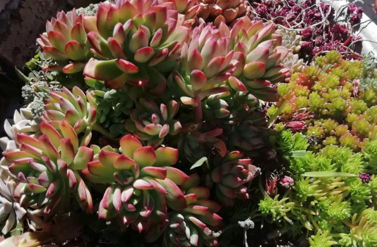 多肉养出状态来有多美?这102种多肉控养上色之后美呆了