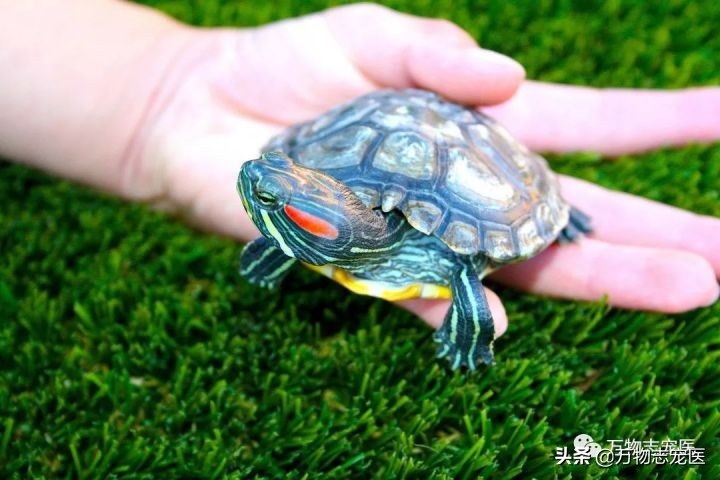 乌龟的壳碎了还能恢复吗,乌龟的壳边缘破了一点点会不会死