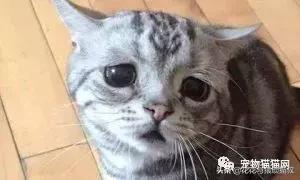 猫拉屎特别臭怎么回事,猫拉屎一直很臭什么原因