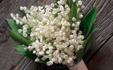 十二星座该送什么花,给十二星座送什么花最适合