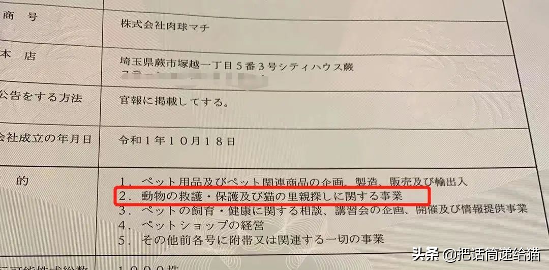 虐猫后良心发现加价“*养送**”？在日本领养流浪猫没你想的那么美好