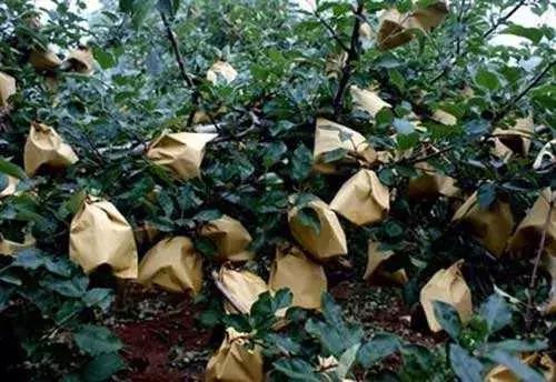 苹果脱袋后的管理,苹果摘袋后管理技巧