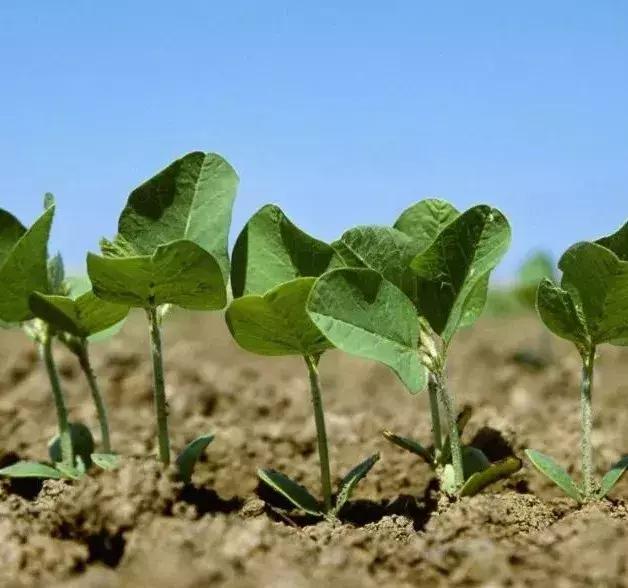 大豆苗期病虫害的防治,大豆后期虫害怎样防治