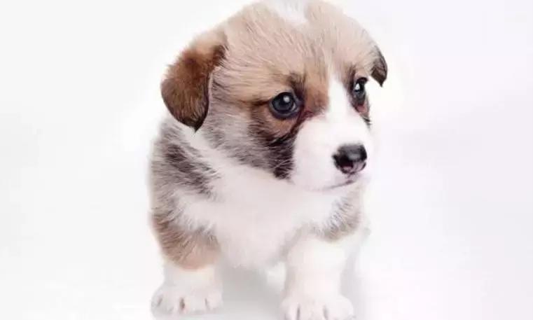 狗狗忽然不活泼,狗狗突然不太有精神了