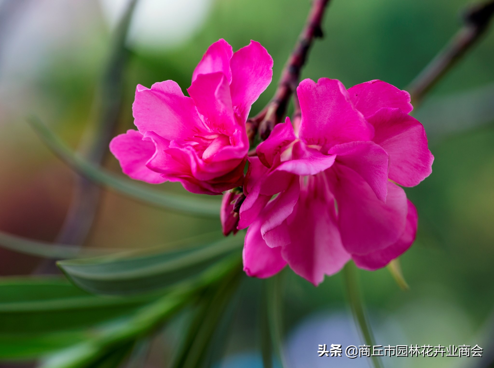 治月季黑斑病喷什么药好呢,治月季黑斑病的有效药哪里有卖的