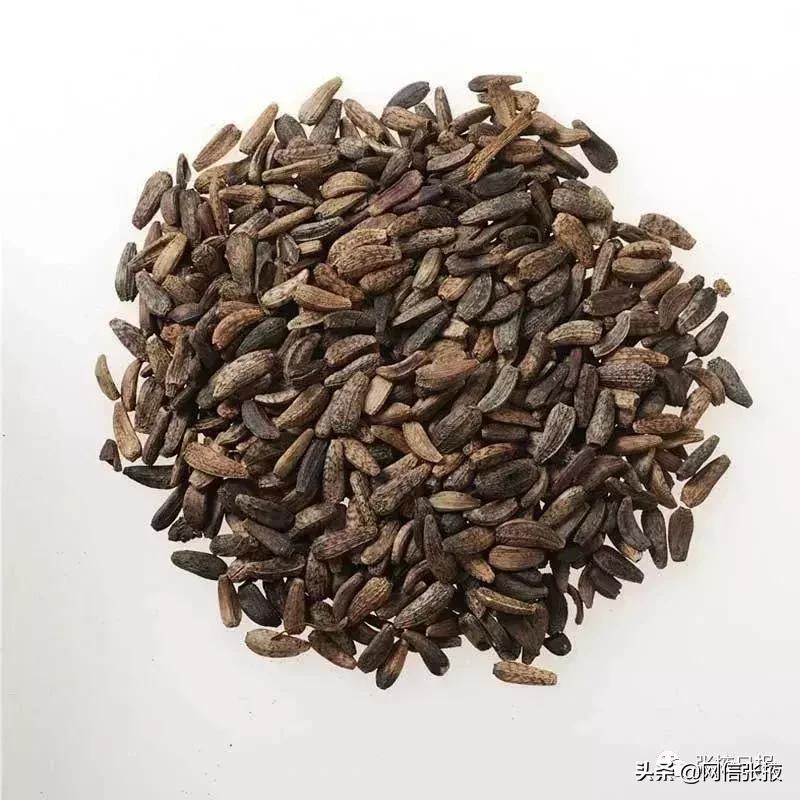 【迎接“张交会”展示新成就】民乐“道地药材”成经济发展新的增长极