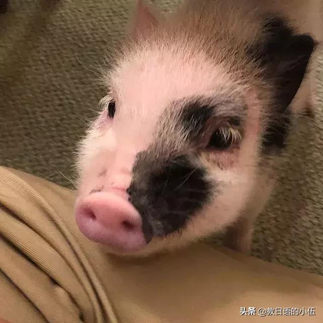 日本咖啡馆小猪馆 (日本首家小猪咖啡店受欢迎)