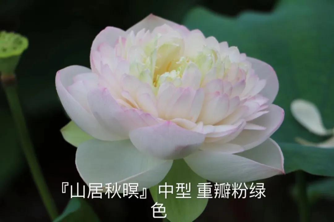 碗莲跟睡莲哪个适合鱼缸养鱼,睡莲和碗莲哪个适合在水缸养