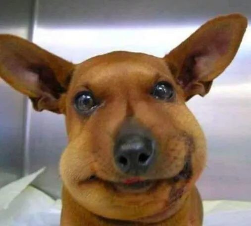 被马蜂蛰过敏性休克的急救措施,儿童被马蜂蛰了看不到毒刺