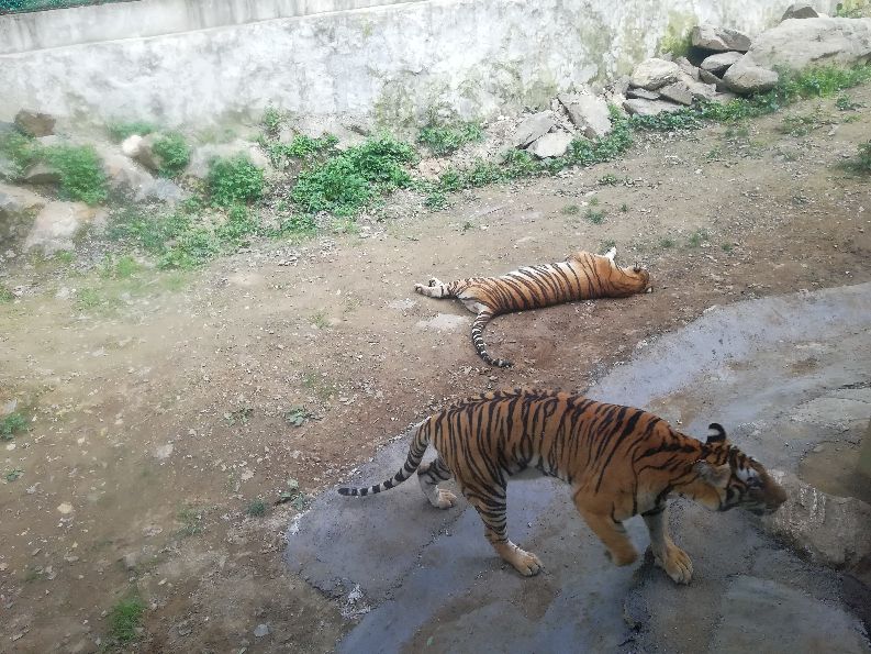 洛阳栾川竹海野生动物园值得去吗,洛阳栾川竹海野生动物园都有什么