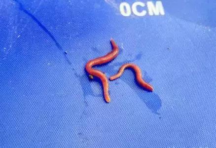 红虫蚯蚓大虾拉饵方法大集合,红虫虾饵蚯蚓拉饵