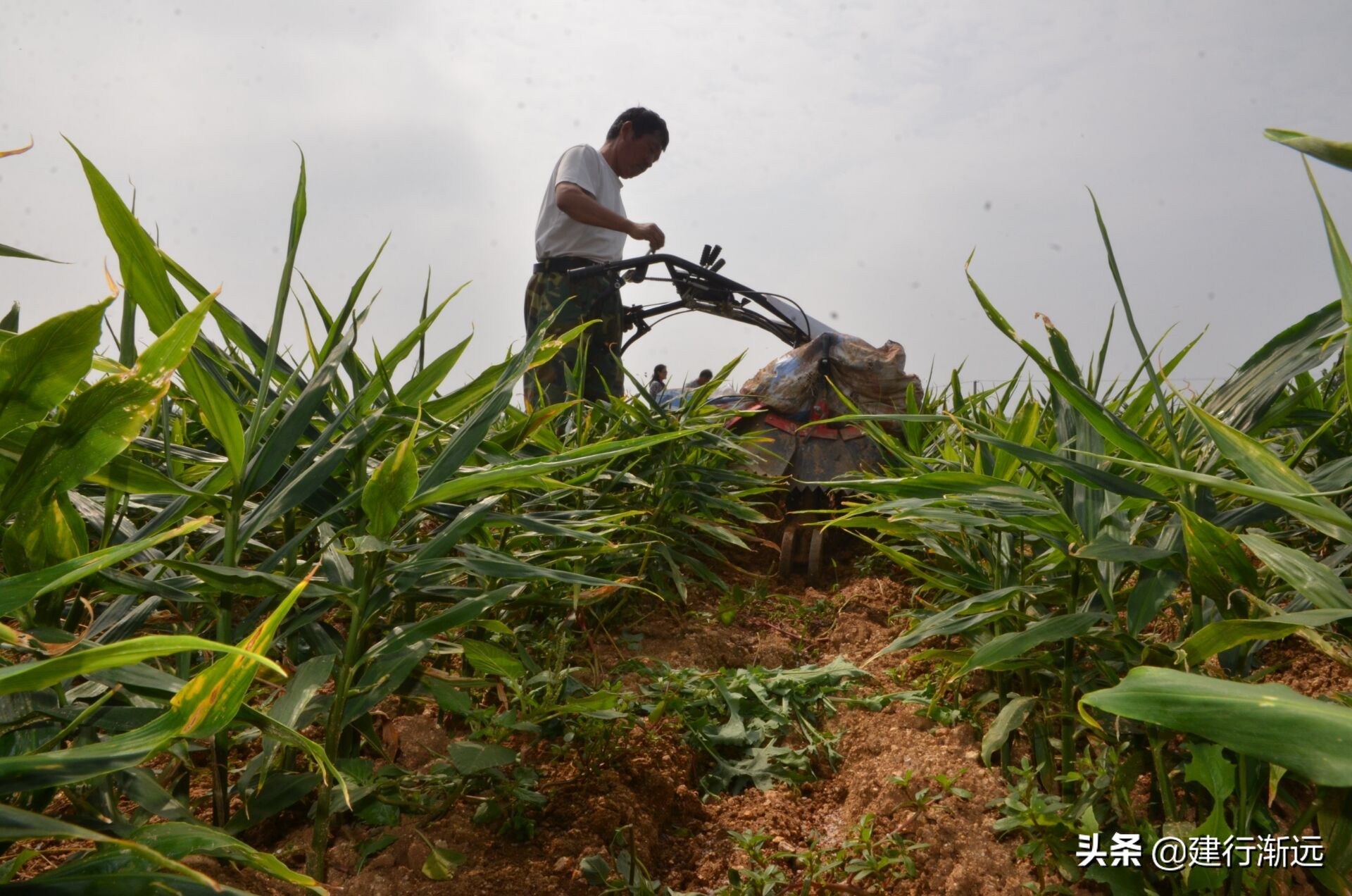 种植大姜怎么样管理才能丰产呢,大姜丰产图片