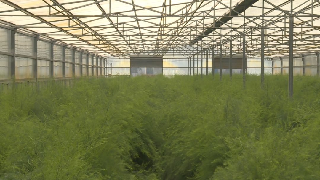 如皋城北街道野林村芦笋现状,芦笋产业乡村振兴