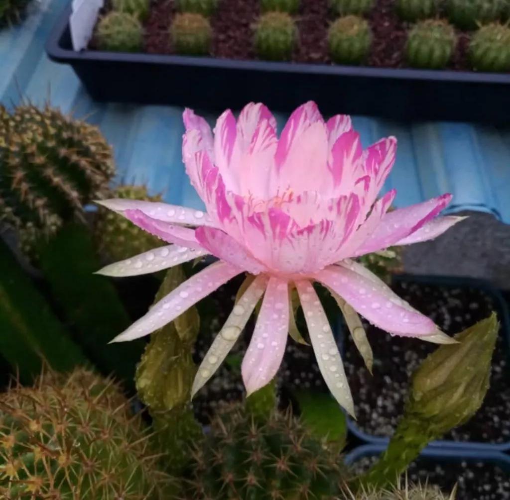 100种仙人球花图片,100种仙人球的品种视频